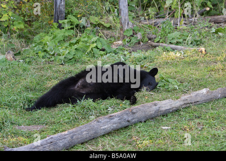 Ours noir Ursus americanus couché sur le côté endormi dans une clairière dans la forêt à l'automne Banque D'Images