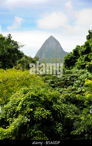 Les jardins botaniques ENTOURANT LA FORÊT TROPICALE AVEC VUE SUR PETIT PITON AU TORAILLE CHUTE PRÈS DE SOUFRIERE ST LUCIA Banque D'Images