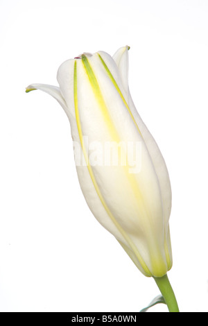 Fleurs Lilly Lililum longiflorum Banque D'Images