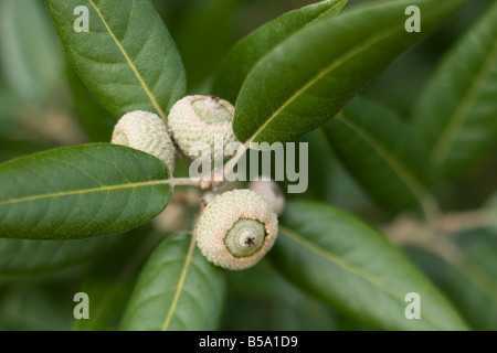 Chêne Vert Quercus ilex acorn glands Banque D'Images