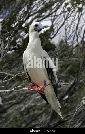 Fou à pieds rouges (Sula sula), perché sur une branche Banque D'Images