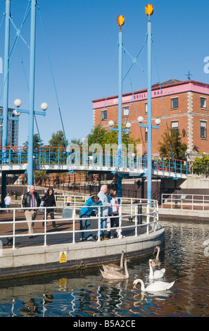 Nourrir les cygnes Salford Quays Manchester Ship Canal Banque D'Images