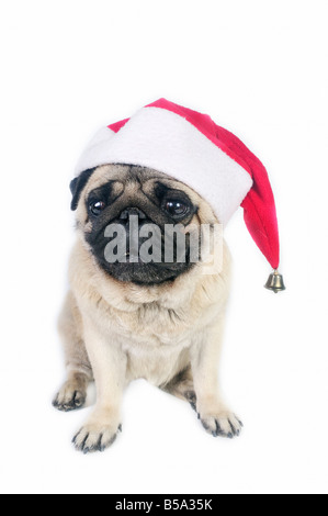 Le PUG wearing a Santa hat. Banque D'Images
