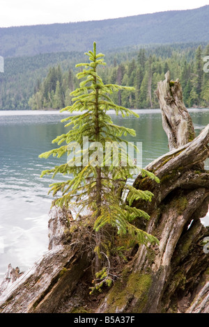 Sapin solitaire sur driftwood Clearwater Lake Parc provincial Wells Gray British Columbia Canada Banque D'Images