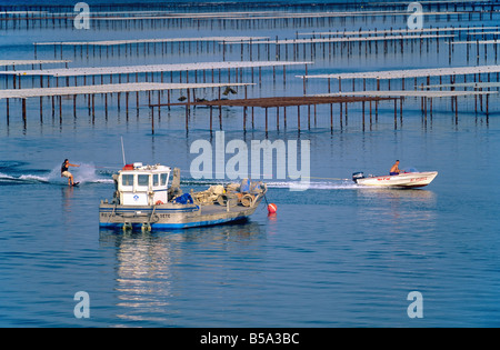 SKI NAUTIQUE ET OYSTER FARM 'BASSIN DE THAU BASSIN' LANGUEDOC FRANCE Banque D'Images