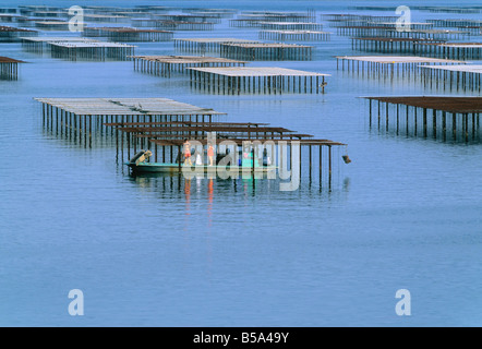 Les AGRICULTEURS SUR LA COLLECTE D'HUÎTRES AU BATEAU FARM 'BASSIN DE THAU BASSIN' LANGUEDOC FRANCE Banque D'Images