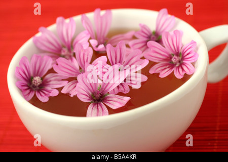 Mauve commune Malva silvestris Banque D'Images