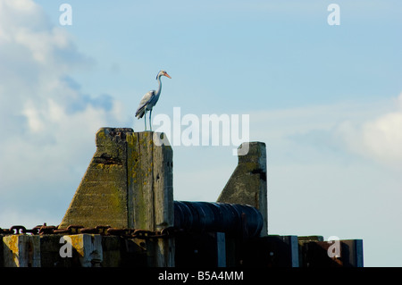 Un héron leurre en plastique se trouve sur le pier head à Largs. La ville balnéaire resort est minée par des mouettes. Banque D'Images