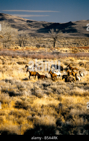 Mustang sauvage troupeau en marche, high desert. Banque D'Images