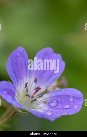 Meadow crane's-bill, geranium pratense fleur sauvage Banque D'Images