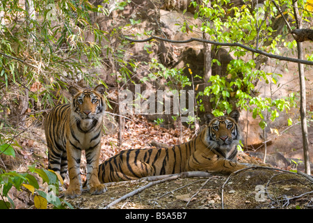 Tigre de l'Inde (Bengale) tigre (Panthera tigris tigris) bâillements, Bandhavgarh National Park, l'état de Madhya Pradesh, Inde Banque D'Images