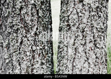 Close up de deux troncs d'arbre Banque D'Images