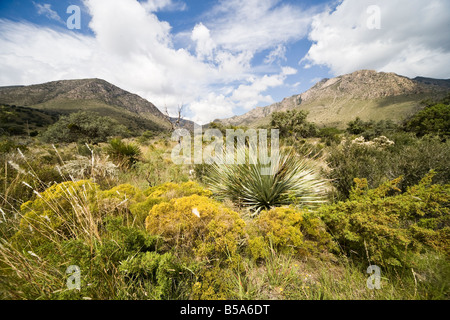 Guadalupe Mountains National Park au Texas, USA Banque D'Images