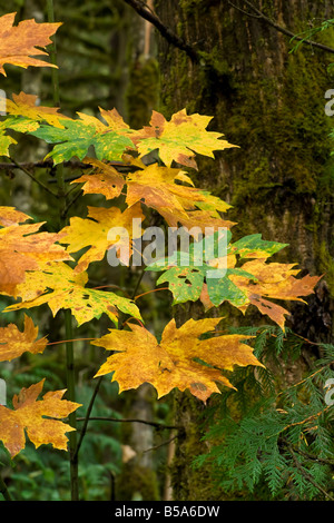 Un jeune arbre d'automne de l'érable se transforme en automne couleur brillant Banque D'Images