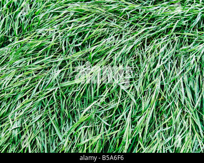 Les gouttelettes d'eau sur l'herbe verte Banque D'Images