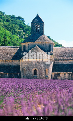 La lavande en FLEURS ET 'SENANQUE' abbaye cistercienne du xiie siècle LUBERON PROVENCE FRANCE Banque D'Images
