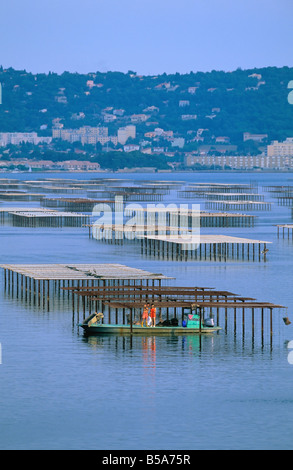 Les AGRICULTEURS SUR LA COLLECTE D'HUÎTRES AU BATEAU FARM 'BASSIN DE THAU BASSIN' LANGUEDOC FRANCE Banque D'Images