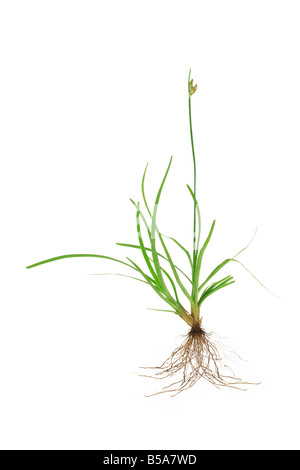 Les racines de l'herbe verte avec tropical isolé sur fond blanc Banque D'Images