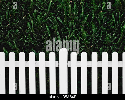 Clôture blanche et haie vive Banque D'Images