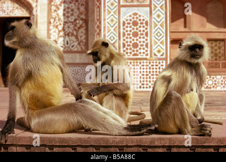 Les singes à tombeau d'Akbar Asie Inde Sikandra Banque D'Images