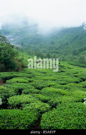 Plateau domaine près de Munnar, Kerala State, India Banque D'Images