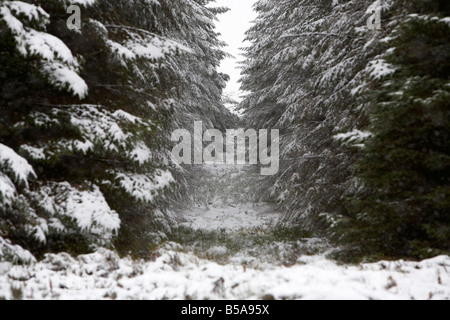 Dans un coupe-feu de forêts de conifères couverts de neige dans le comté d'Antrim en Irlande du Nord uk Banque D'Images