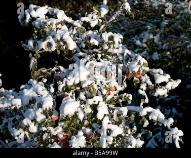 Neige sur des pommes mûres en Octobre Banque D'Images