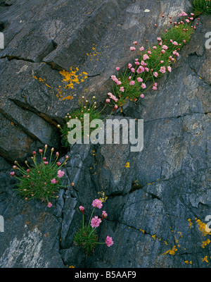 L'économie, de plus en plus roses mer dans les fissures de la roche à Ellenabeich sur l'île de Seil, Argyll, Scotland, UK Banque D'Images