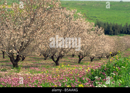 Fleurs d'hiver et d'amandiers en fleurs dans la basse Galilée, Israël, Moyen Orient Banque D'Images