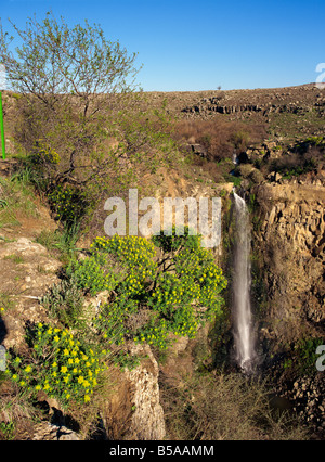 Fleurs sauvages et cascade dans le Gamla réserve naturelle sur le plateau du Golan, Israël, Moyen Orient Banque D'Images