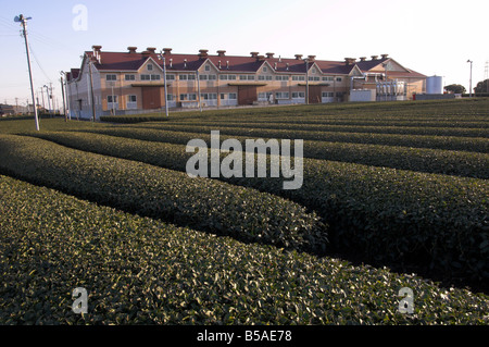 Taillés avec soin rangées d'arbustes de thé en face de l'usine de thé de coopérative moderne, Kanaya, Shizuoka, Honshu, Japan Banque D'Images