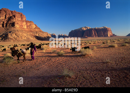 De retour au village avec le troupeau, Wadi Rum, Jordanie, Moyen-Orient Banque D'Images