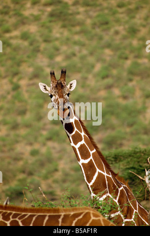 Giraffe réticulée de la réserve nationale de Samburu, Kenya Afrique Afrique de l'Est Banque D'Images
