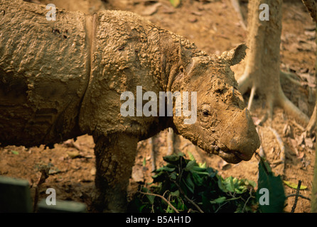 Les rares rhinocéros velu, le plus petit type de rhino au Sanctuaire Sepilok Orang-Utan, près de Sandakan, Sabah, Malaisie, Bornéo Banque D'Images