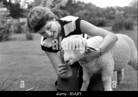 Femme l'alimentation et le toilettage Larry l'agneau. Juin 1980 Banque D'Images