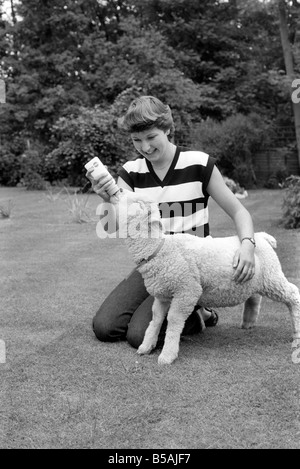 Femme l'alimentation et le toilettage Larry l'agneau. Juin 1980 Banque D'Images