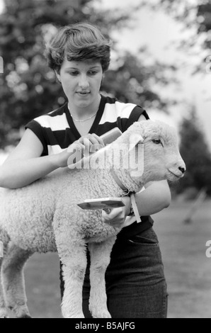 Femme l'alimentation et le toilettage Larry l'agneau. Juin 1980 Banque D'Images