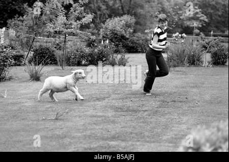 Femme l'alimentation et le toilettage Larry l'agneau. Juin 1980 Banque D'Images