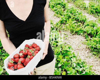 La cueillette des fraises dans le champ Femme Banque D'Images