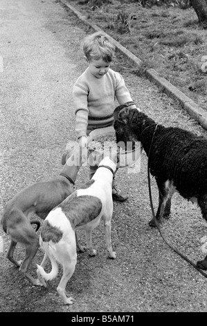 Petit boy feeding goat. 1960 C79-001 Banque D'Images