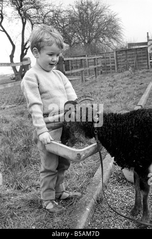 Petit boy feeding goat. 1960 C79-005 Banque D'Images