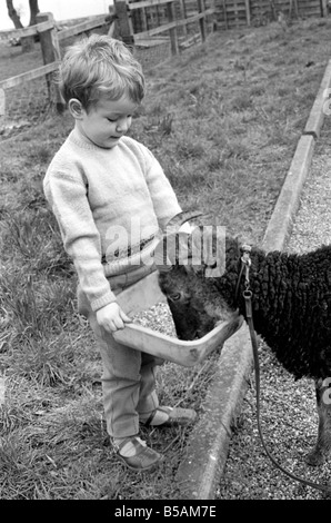 Petit boy feeding goat. 1960 C79 Banque D'Images