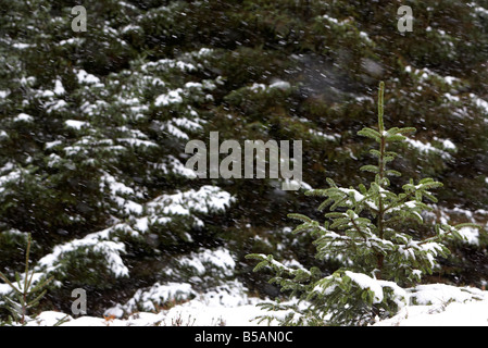 La neige qui tombe sur les jeunes plants de conifères à feuilles persistantes dans une forêt de pins dans le comté d'Antrim en Irlande du Nord uk Banque D'Images