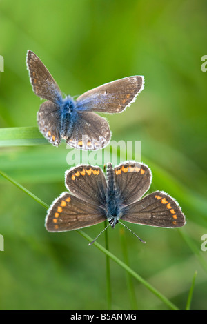 Argus brun Aricia agestis blue Polyommatus icarus butterfllies commun tant les femmes Banque D'Images