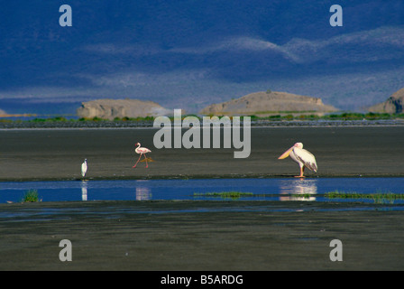 Le lac Natron, Grand lac de l'Est de la soude, de la vallée du Rift, en Tanzanie, Afrique de l'Est, l'Afrique Banque D'Images