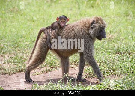 Des babouins Olive (Papio cynocephalus anubis) bébé à cheval sur le dos de sa mère, Serengeti National Park, Tanzania, Africa Banque D'Images