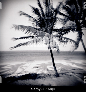 Image prise avec un Holga 120 film format moyen toy camera de palmiers de la plage de Bweju, Zanzibar, Tanzanie, Afrique de l'Est Banque D'Images