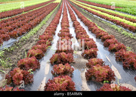 Vivre de l'agriculture - dans les champs de laitue Banque D'Images