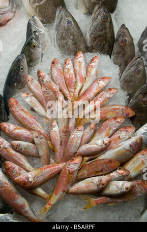 Pile de poissons frais disposés sur de la glace concassée dans le marché d'Alexandrie, Egypte Banque D'Images