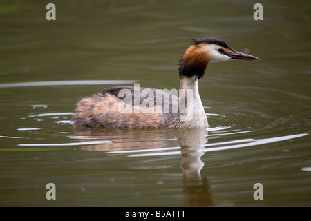 Grèbe huppé Podiceps cristatus stover lake devon Banque D'Images